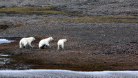 F68A6308 Polar Bears NW Passage 1