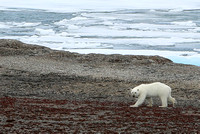 F68A6296 Polar Bears NW Passage 4