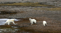 F68A6306 Polar Bears NW Passage 7