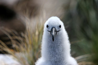 1486 New Island Black Browed Albatross