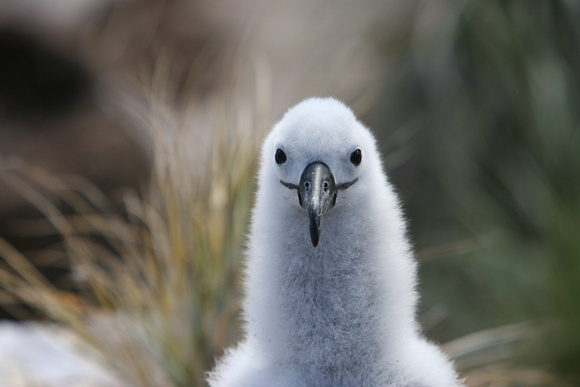 1486 New Island Black Browed Albatross