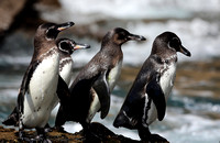 Galápagos Penguins