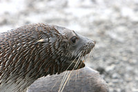 1775 Prion Island  Fur Seal