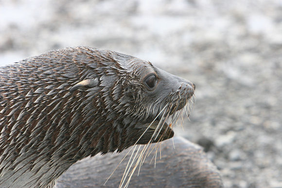 1775 Prion Island  Fur Seal