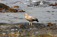 1592 Carcass Island Upland Goose