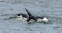 5516 Humpback Whales 20 June 1