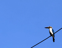 Ofu Kingfisher IMG_8690