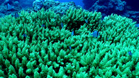 Ofu coral fish DSC03028