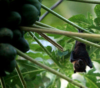 Ofu Best Fruit Bat_MG_8868