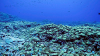 Ducie Atoll Dive 1_1150166