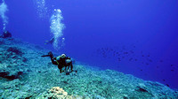 Ducie Atoll Dive 1_1150158