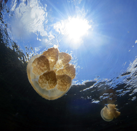 Jellyfish Lake 10 July 2015 IMG_4429