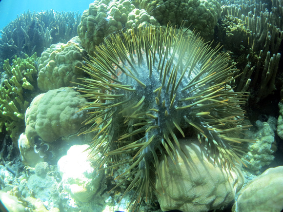 BOSP Palau Crown of Thorns Starfish