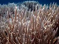 BOSP Palau Acropora Colony - healthy reef