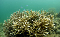 BOSP Palau Acropora Colony and fish
