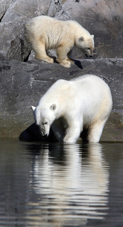 Napassorssuaq Polar Bears August  F68A1900