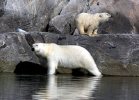 Napassorssuaq Polar Bears August  F68A1906