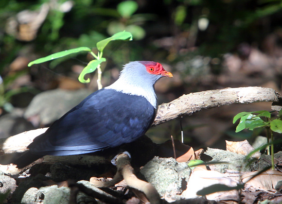 F68A3291 Aride Seychelles Blue Pigeon Alectroenas pulcherrimus