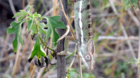Chameleon 4 Amber Mountain Madagascar Oct 2018
