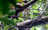 Red Ruffed Lemur (Varecia rubra) 2 Masaola Madagascar Oct 2018
