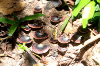 Tree fungus Masaola Madagascar Oct 2018