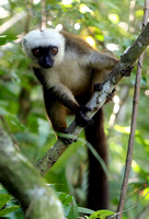 White fronted brown lemur (Eulemur albifrons) 4 Nosy Mangabe Madagascar Oct 2018