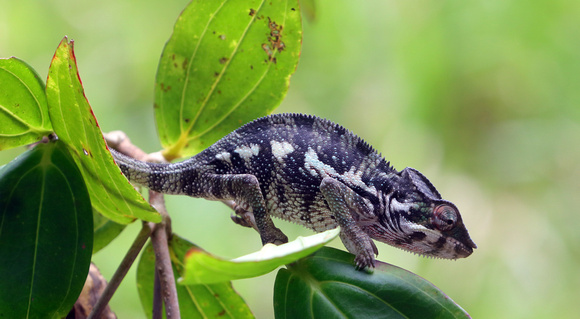 Chameleon Nosy Mangabe Madagascar Oct 2018