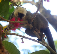 White fronted brown lemur (Eulemur albifrons) Nosy Mangabe Madagascar Oct 2018