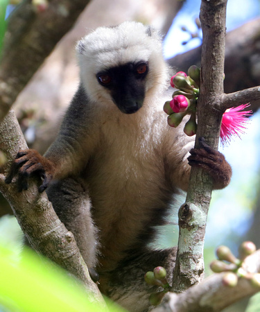 White fronted brown lemur (Eulemur albifrons) 3 Nosy Mangabe Madagascar Oct 2018