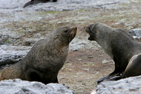 2565 Mathews Island Fur Seals