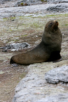 2580 Mathews Island Fur Seal