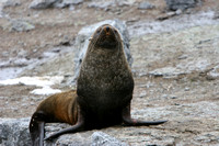 2585 Mathews Island Fur Seal