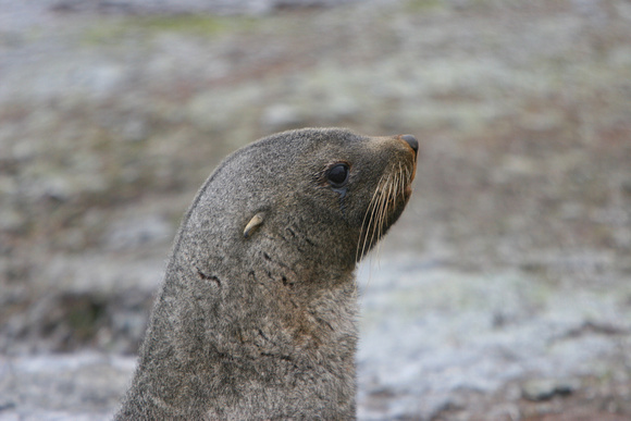 2578 Mathews Island Fur Seal