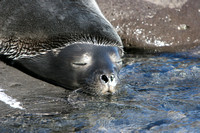 2846 Paulet Island Weddell Seal