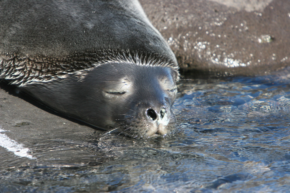 2846 Paulet Island Weddell Seal