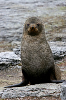 2555 Mathews Island Fur Seal