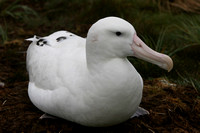 1743 Prion Island  Wandering Albatross