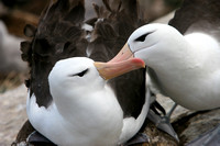 1470 New Island Black Browed Albatross