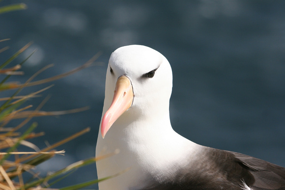 1448 New Island Black Browed Albatross
