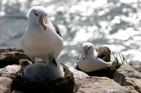 1474 New Island Black Browed Albatross