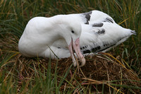 1751 Prion Island  Wandering Albatross