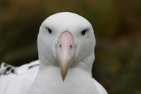 1737 Prion Island  Wandering Albatross