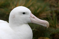 1734 Prion Island  Wandering Albatross