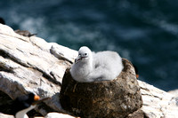 1485 New Island Black Browed Albatross