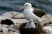 1471 New Island Black Browed Albatross