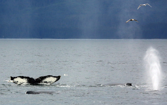 Humpback Whales F68A2633