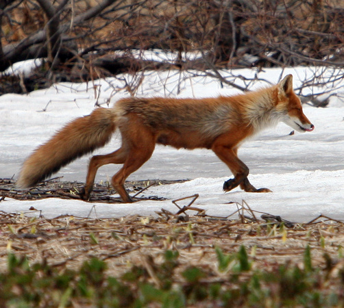 6106 Kronotsky Fox