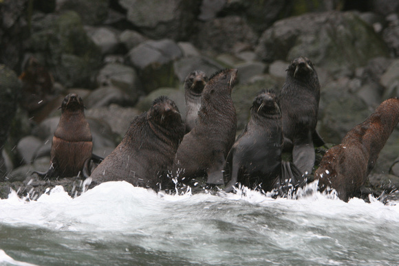 6243 Mednyy Island Fur Seals