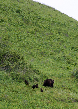 6436 Zhupanova River Brown Bear and Cubs