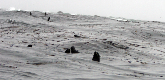 6327 Mednyy Island Fur Seals